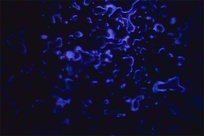 UV Image of NAPL
